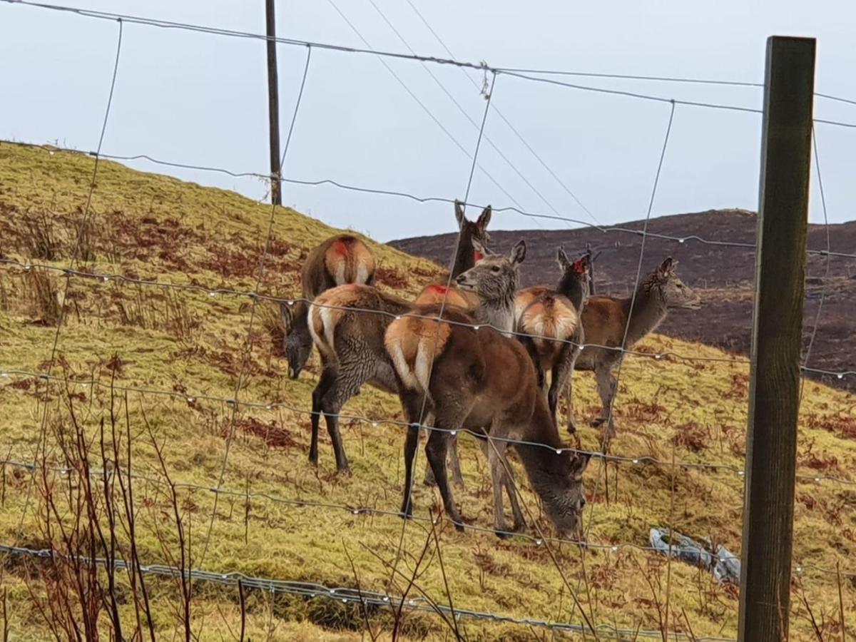 Stags View Holiday Home ポートリー エクステリア 写真